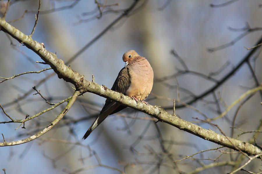 IMG_4356 - Mourning Dove Photograph by Travis Truelove