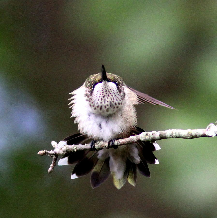 IMG_4378-002 -  Ruby-throated Hummingbird Photograph by Travis Truelove