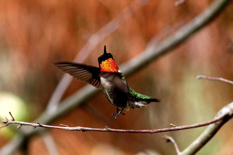IMG_4388-001 - Ruby-throated Hummingbird Photograph by Travis Truelove