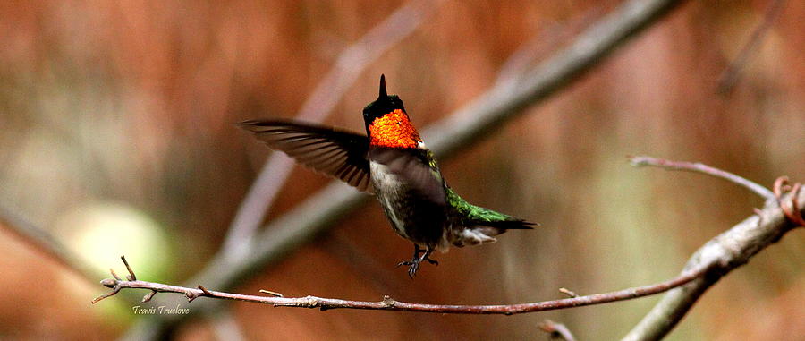 IMG_4388-005 - Ruby-throated Hummingbird Photograph by Travis Truelove