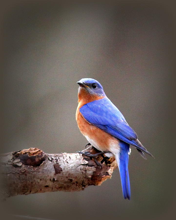 IMG_4405-002 - Eastern Bluebird Photograph by Travis Truelove
