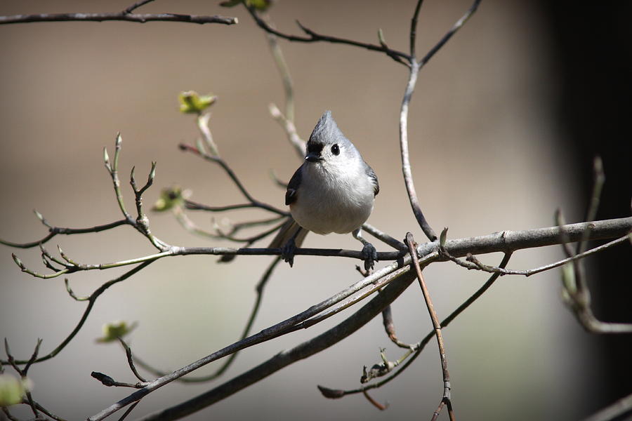 IMG_4408 - Tufted Titmouse Photograph by Travis Truelove