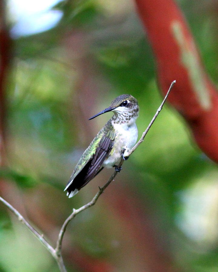 IMG_4418-002 - Ruby-throated Hummingbird Photograph by Travis Truelove