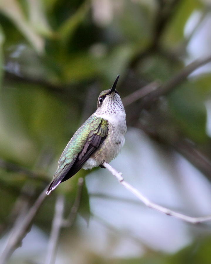 IMG_4445-001 - Ruby-throated Hummingbird Photograph by Travis Truelove