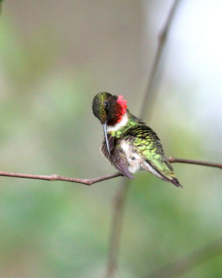 IMG_4504-002 - Ruby-throated Hummingbird Photograph by Travis Truelove