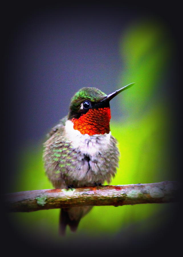 IMG_4517-019 - Ruby-throated Hummingbird Photograph by Travis Truelove