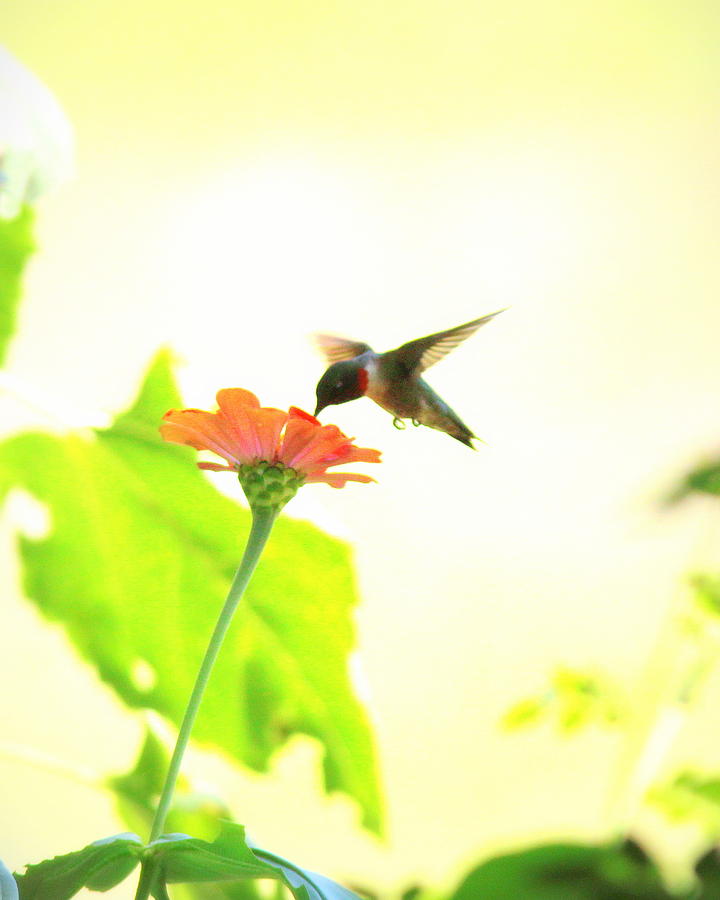 IMG_4528-002 - Ruby-throated Hummingbird Photograph by Travis Truelove