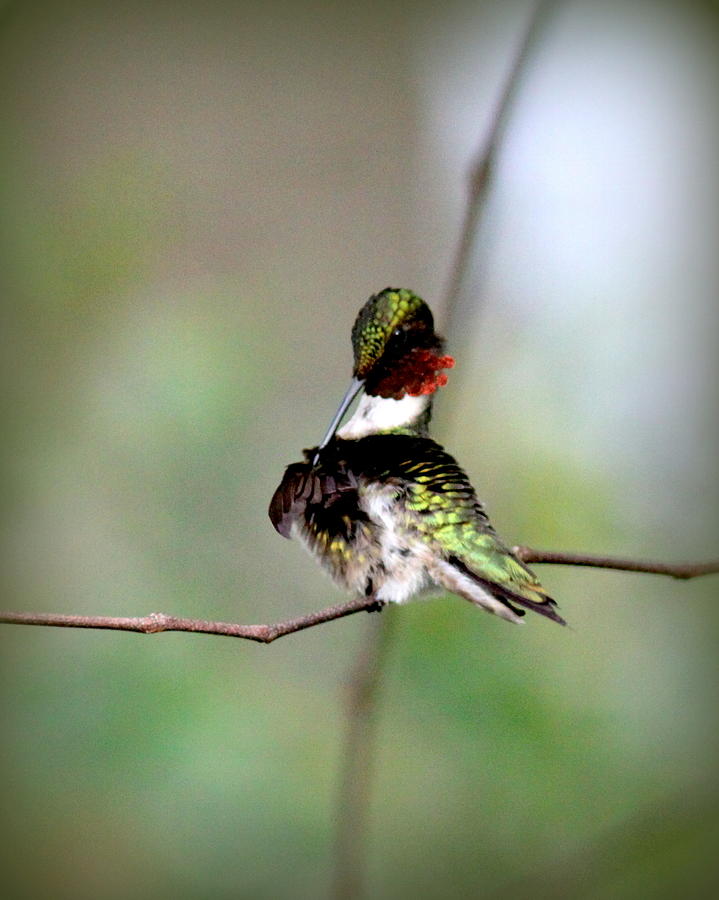IMG_4531-001 - Ruby-throated Hummingbird Photograph by Travis Truelove