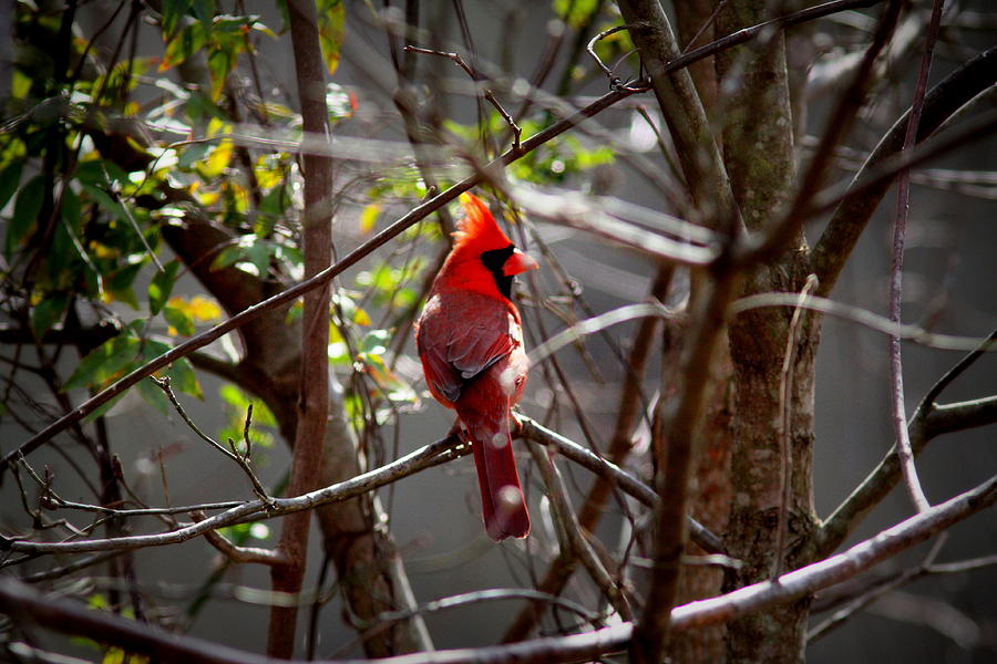 IMG_4536 - Northern Cardinal Photograph by Travis Truelove