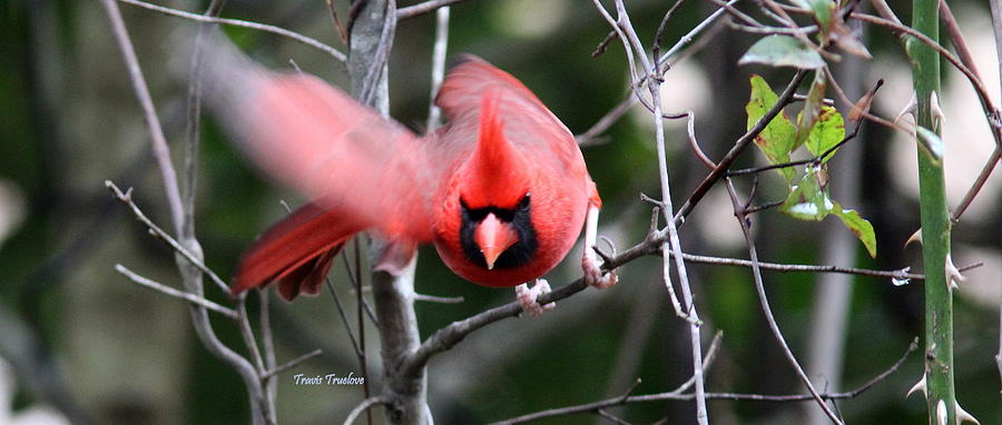 IMG_4565 - Northern Cardinal Photograph by Travis Truelove