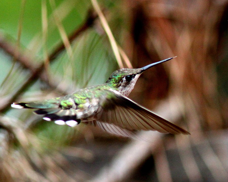 IMG_4592-002 - Ruby-throated Hummingbird Photograph by Travis Truelove