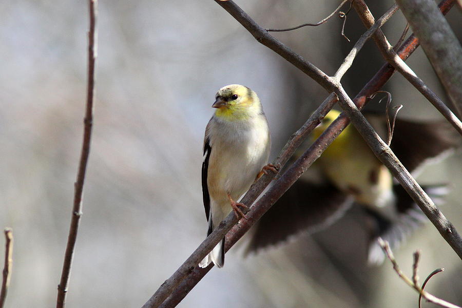IMG_4610 - American Goldfinch Photograph by Travis Truelove