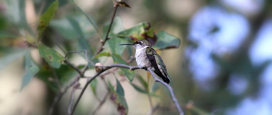 IMG_4615-003 - Ruby-throated Hummingbird Photograph by Travis Truelove