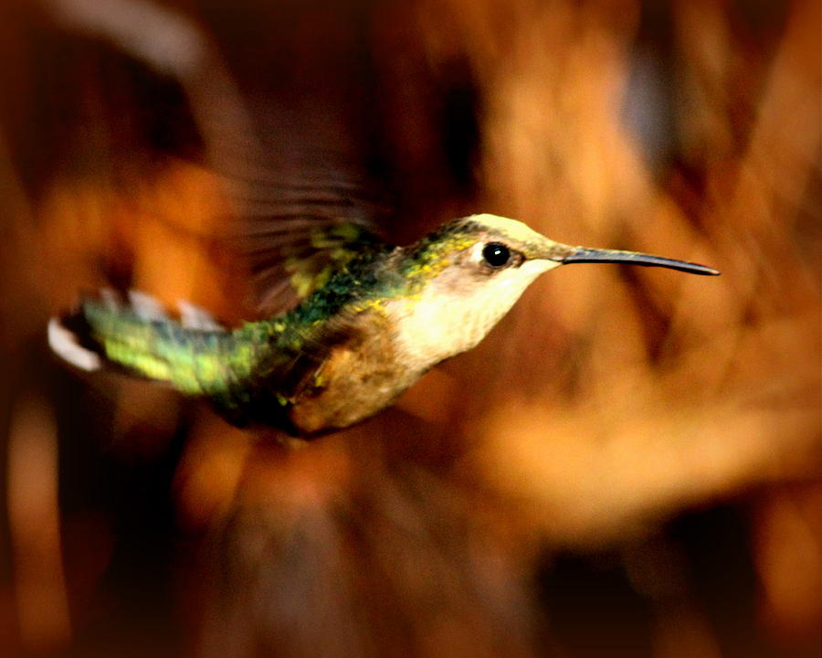 IMG_4616-001 - Ruby-throated Hummingbird Photograph by Travis Truelove
