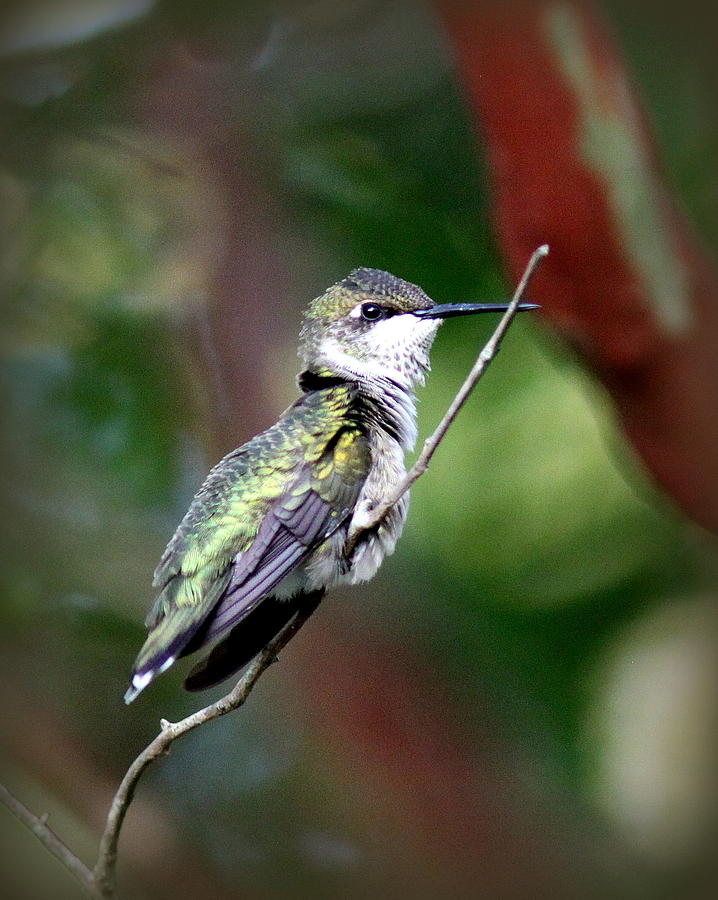 IMG_4628 - Ruby-throated Hummingbird Photograph by Travis Truelove