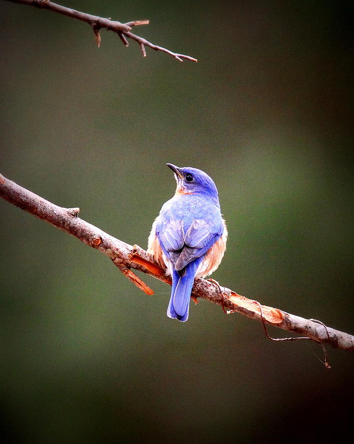 IMG_4663-002 - Eastern Bluebird Photograph by Travis Truelove