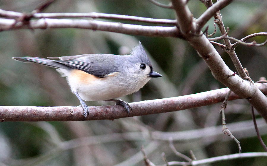IMG_4672 - Tufted Titmouse Photograph by Travis Truelove
