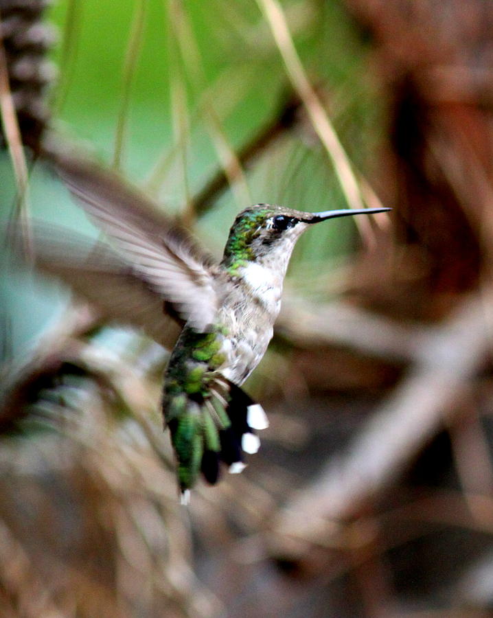 IMG_4726-001 - Ruby-throated Hummingbird Photograph by Travis Truelove