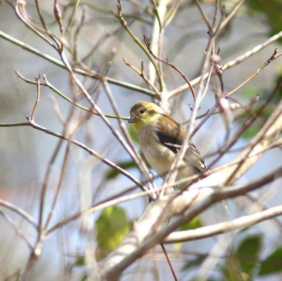 IMG_4774 - American Goldfinch Photograph by Travis Truelove