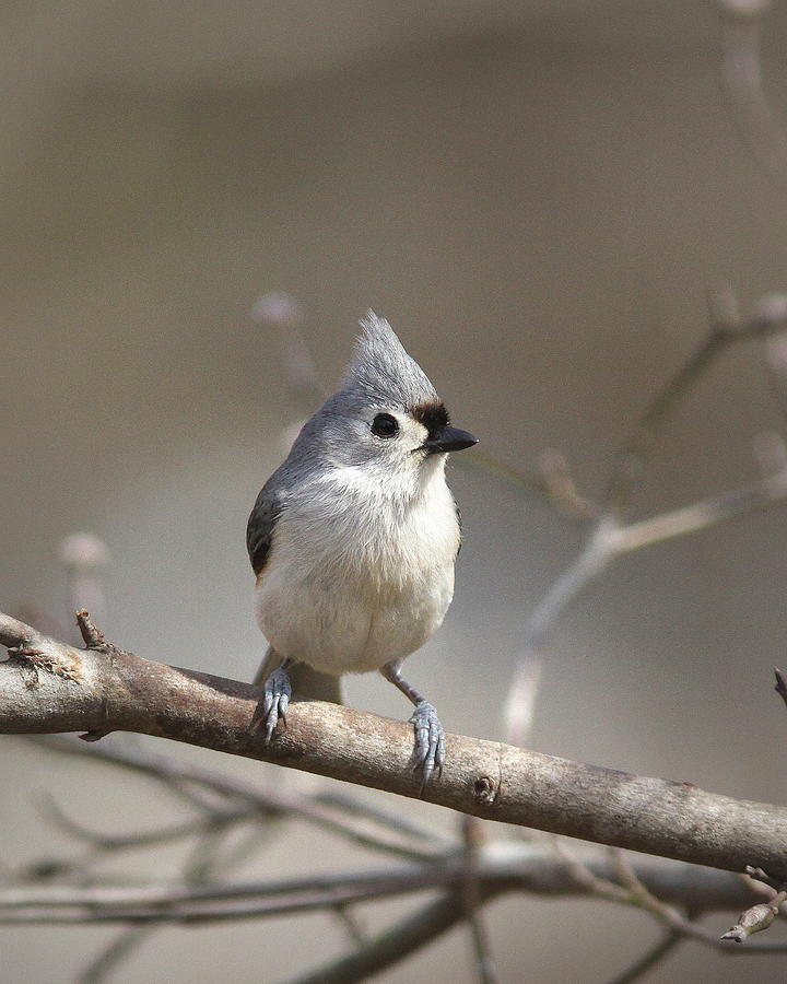 IMG_4793 - Tufted Titmouse Photograph by Travis Truelove
