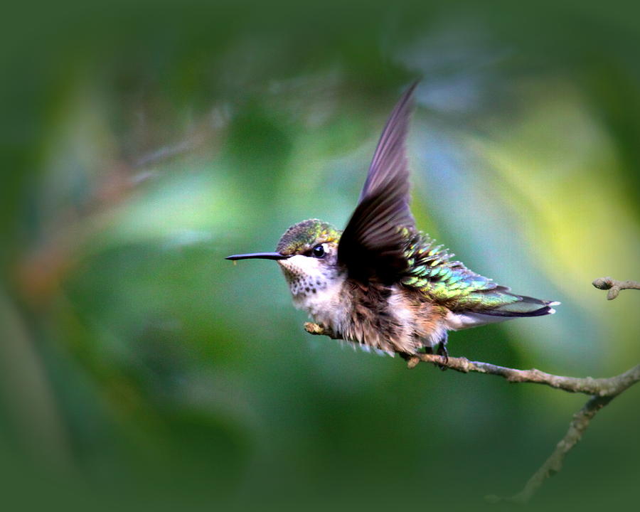 IMG_4803-002 - Ruby-throated Hummingbird Photograph by Travis Truelove