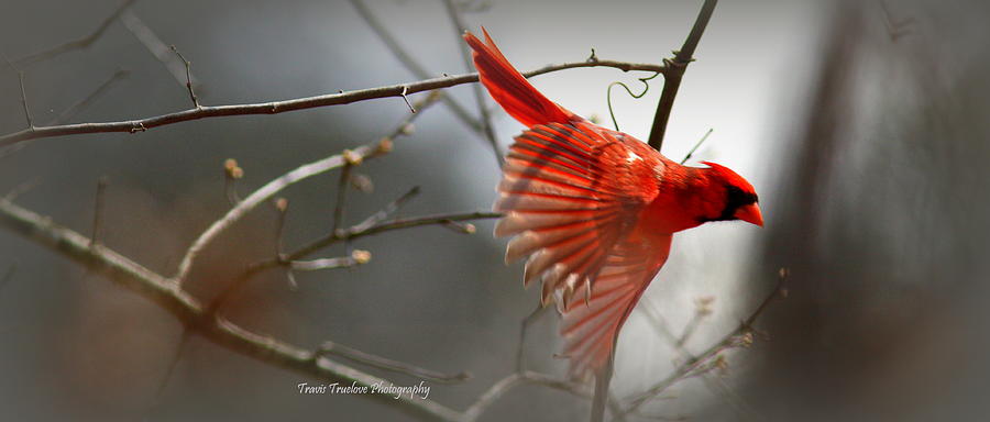 IMG_4816-001 - Northern Cardinal Photograph by Travis Truelove