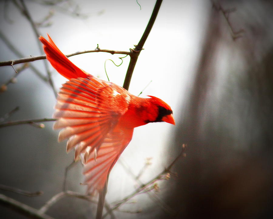 IMG_4816-004 - Northern Cardinal Photograph by Travis Truelove
