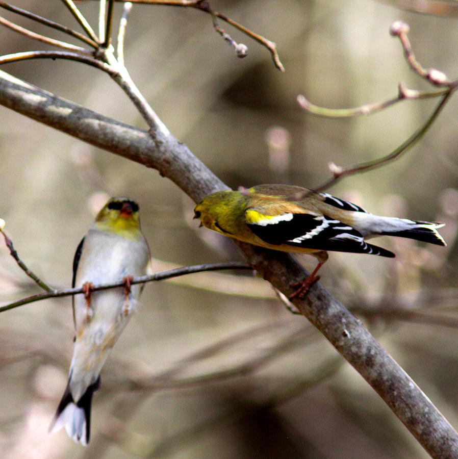 IMG_4823 - Goldfinch Action # 1 Photograph by Travis Truelove