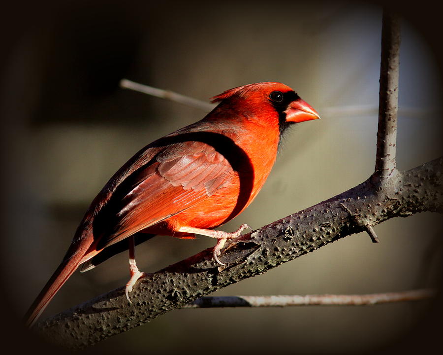 IMG_4825 - Northern Cardinal Photograph by Travis Truelove