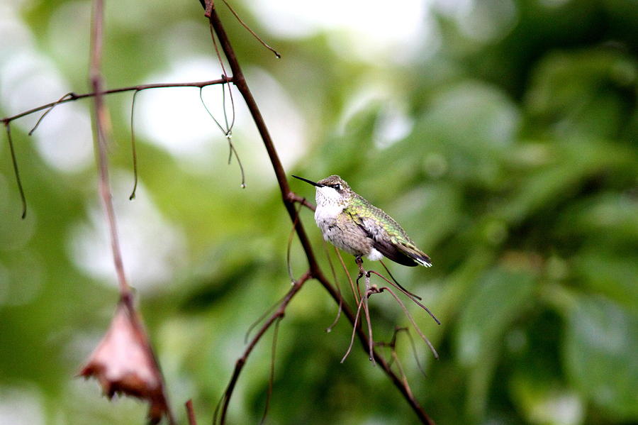 Ruby-throated Hummingbird Photograph - IMG_4836-002 - Ruby-throated Hummingbird by Travis Truelove