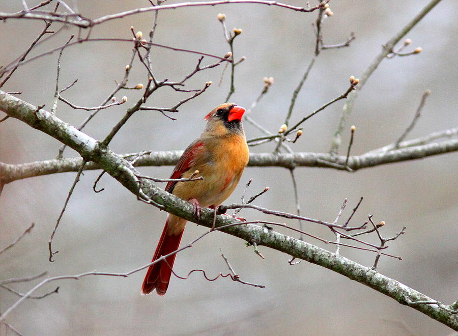 IMG_4891-003 - Northern Cardinal Photograph by Travis Truelove