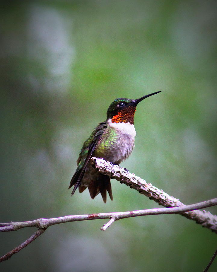 IMG_4897-005 - Ruby-throated Hummingbird Photograph by Travis Truelove