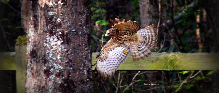 IMG_4901-001 -0 Red-tailed Hawk Photograph by Travis Truelove