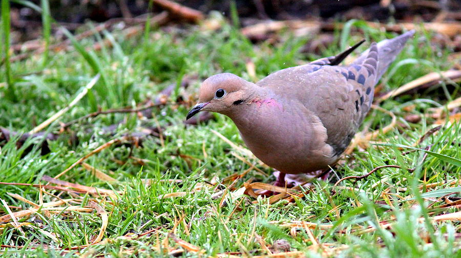 IMG_4911-001 - Mourning Dove Photograph by Travis Truelove