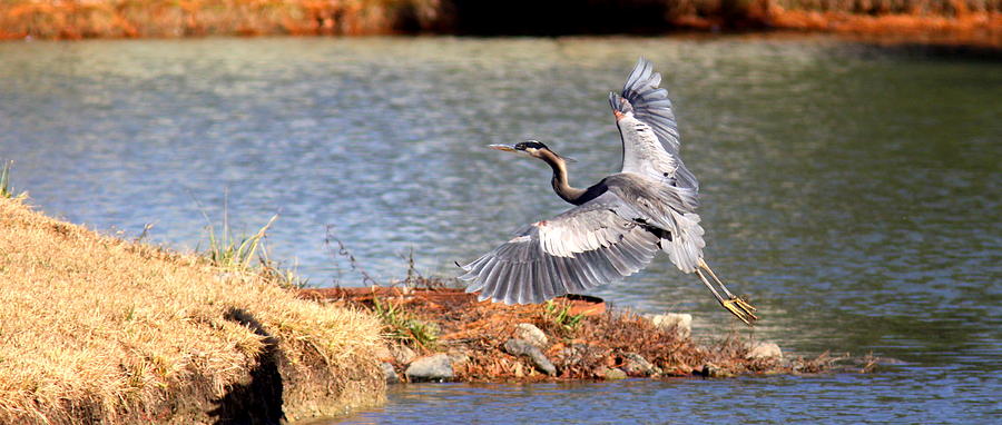IMG_4923 - Great Blue Heron Photograph by Travis Truelove