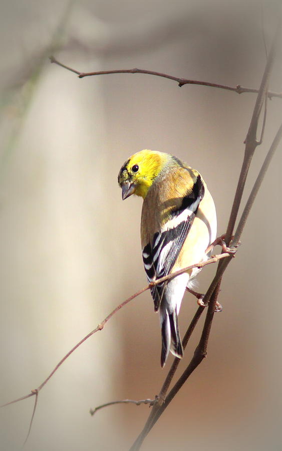 IMG_4930-002 - American Goldfinch Photograph by Travis Truelove