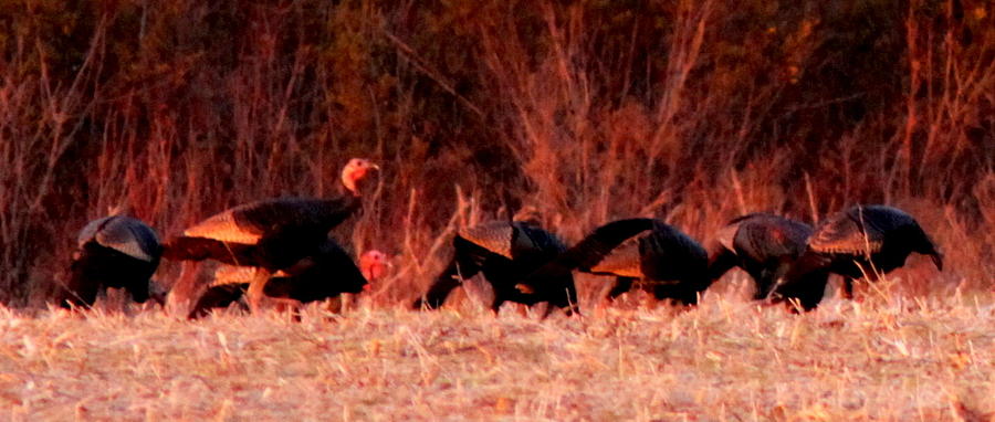 IMG_4958-006 - Wild Turkey Photograph by Travis Truelove