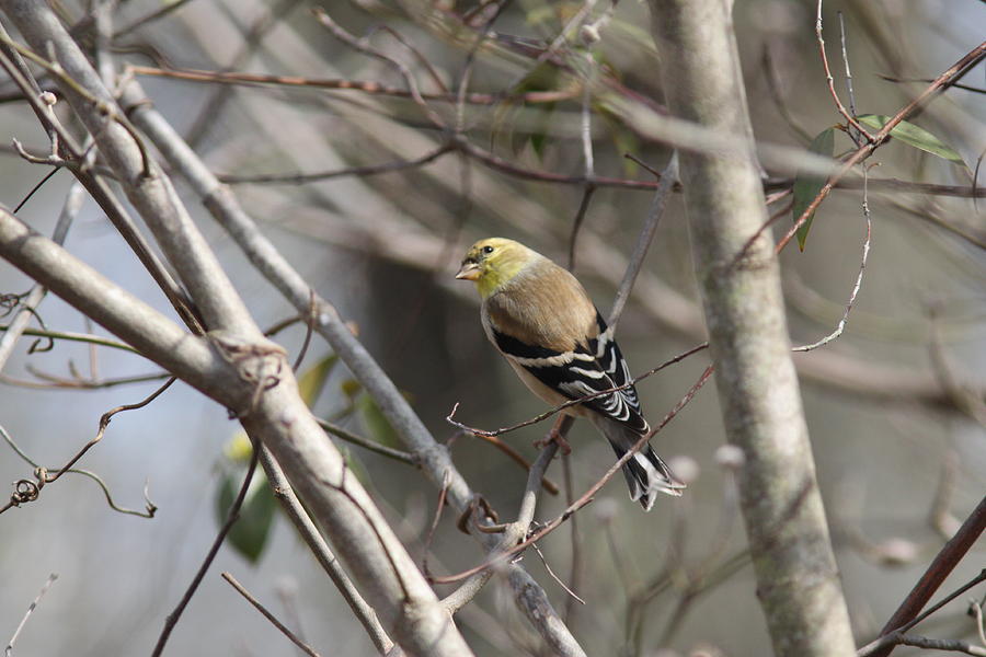 IMG_4959 - American Goldfinch Photograph by Travis Truelove