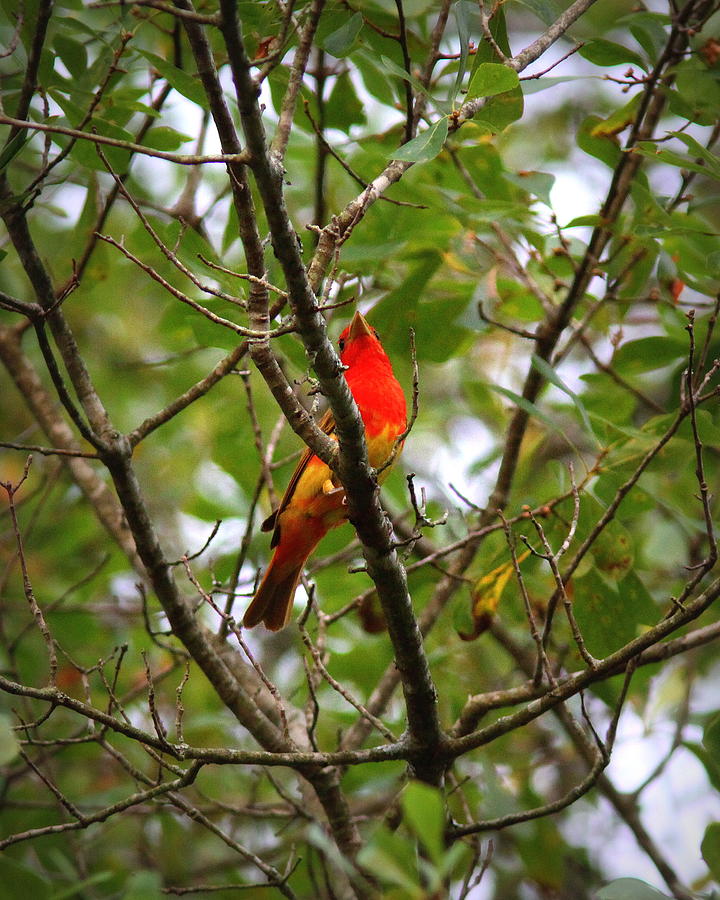 IMG_4992-001 - Summer Tanager Photograph by Travis Truelove