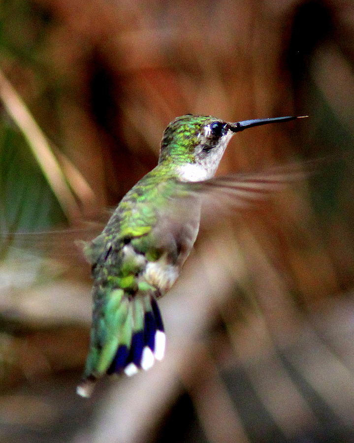 IMG_5006-001 - Ruby-throated Hummingbird Photograph by Travis Truelove
