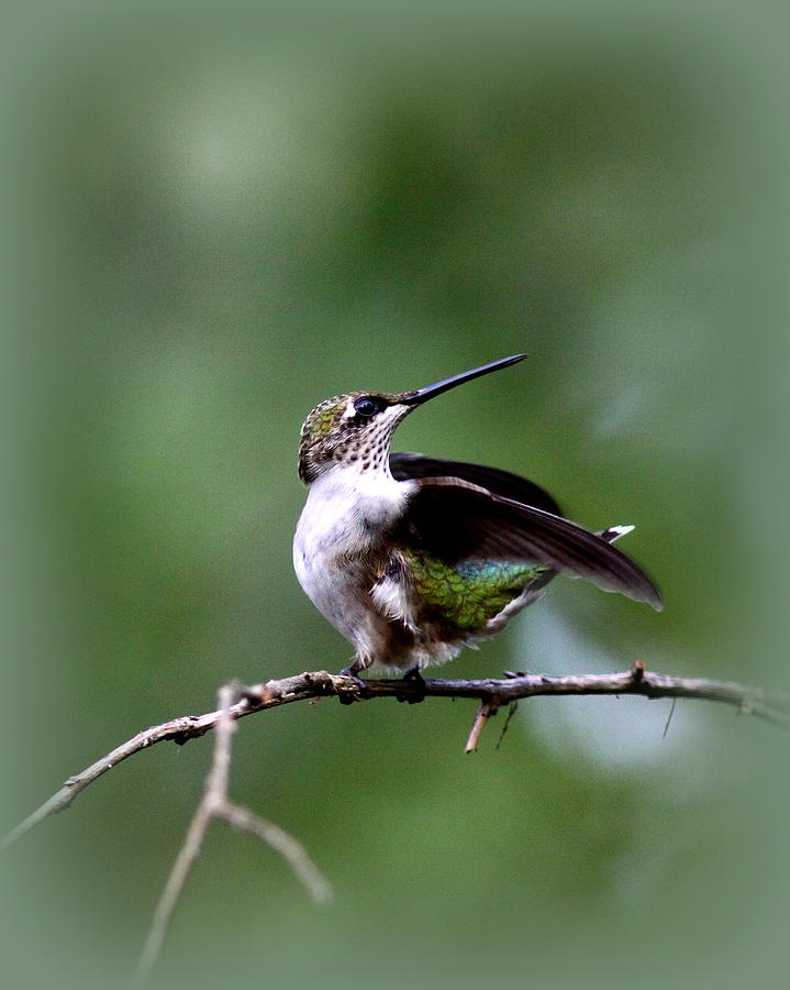 IMG_5015-002 -  Ruby-throated Hummingbird Photograph by Travis Truelove