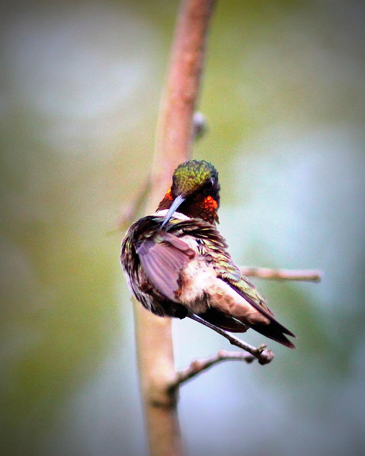 Ruby-throated Hummingbird Photograph - IMG_5053 - Ruby-throated Hummingbird by Travis Truelove