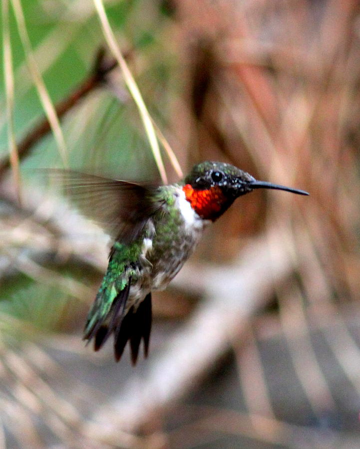 IMG_5084-001 - Ruby-throated Hummingbird Photograph by Travis Truelove