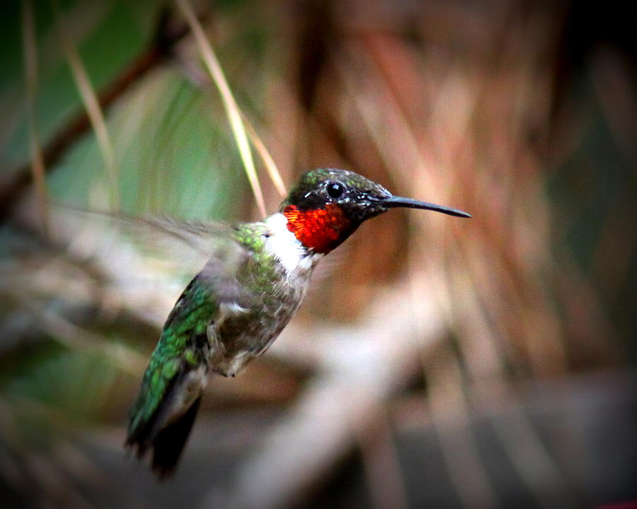 IMG_5085-002 - Ruby-throated Hummingbird Photograph by Travis Truelove