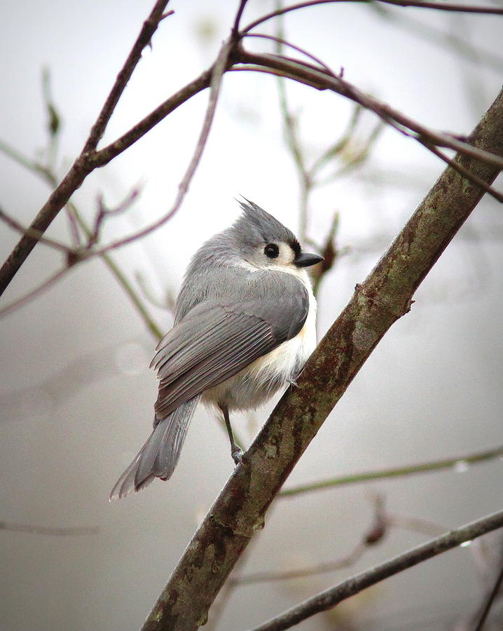IMG_5110-004 -  Tufted Titmouse Photograph by Travis Truelove