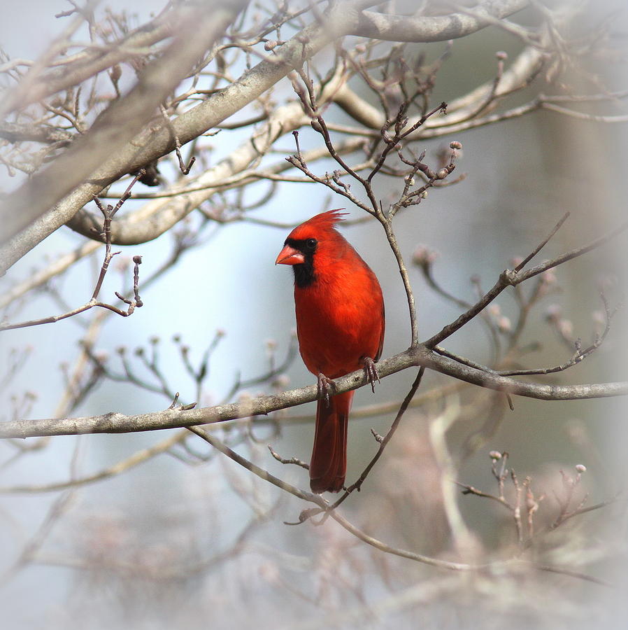 IMG_5116 - Northern Cardinal Photograph by Travis Truelove