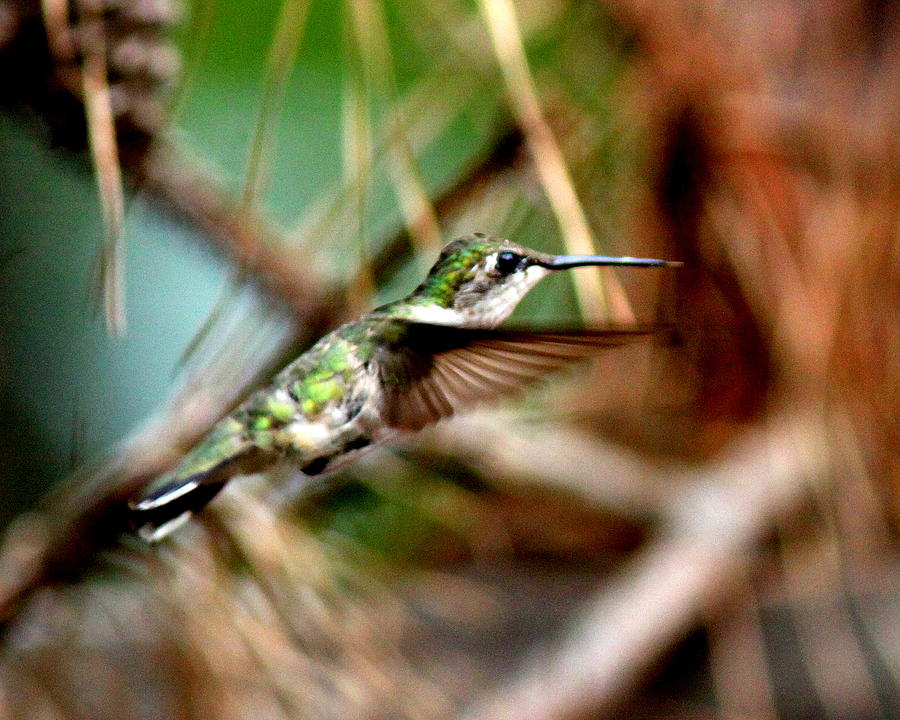 IMG_5131-001 - Ruby-throated Hummingbird Photograph by Travis Truelove
