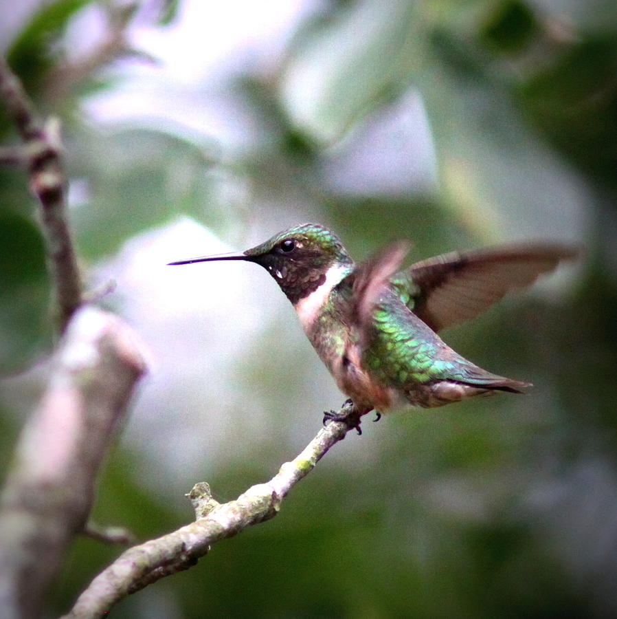 IMG_5138 -  Ruby-throated Hummingbird Photograph by Travis Truelove