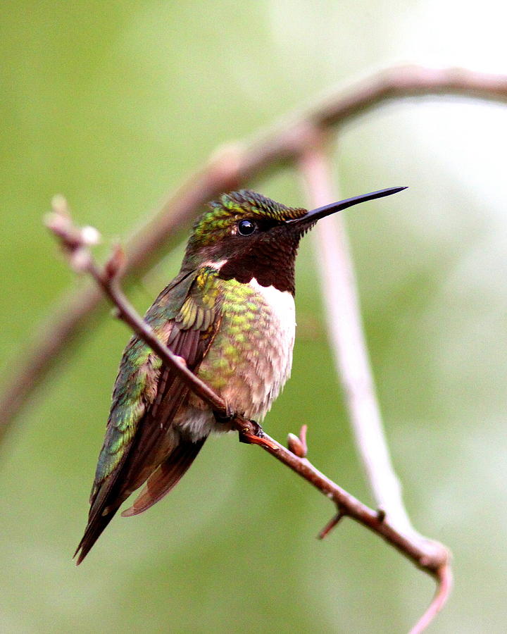 IMG_5142 - Ruby-throated Hummingbird Photograph by Travis Truelove