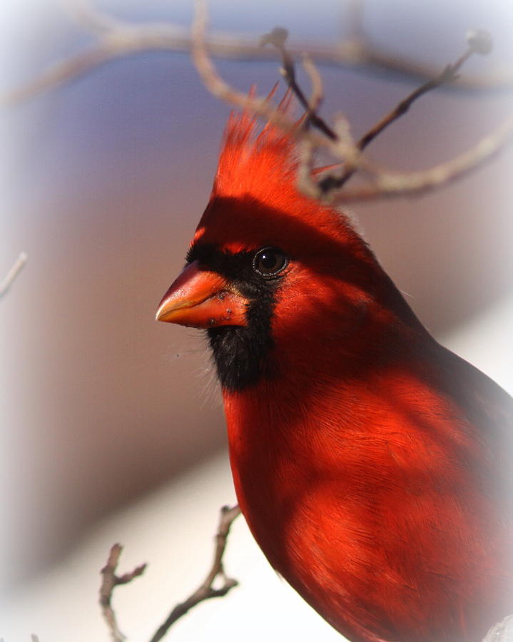 IMG_5165-013 - Northern Cardinal Photograph by Travis Truelove